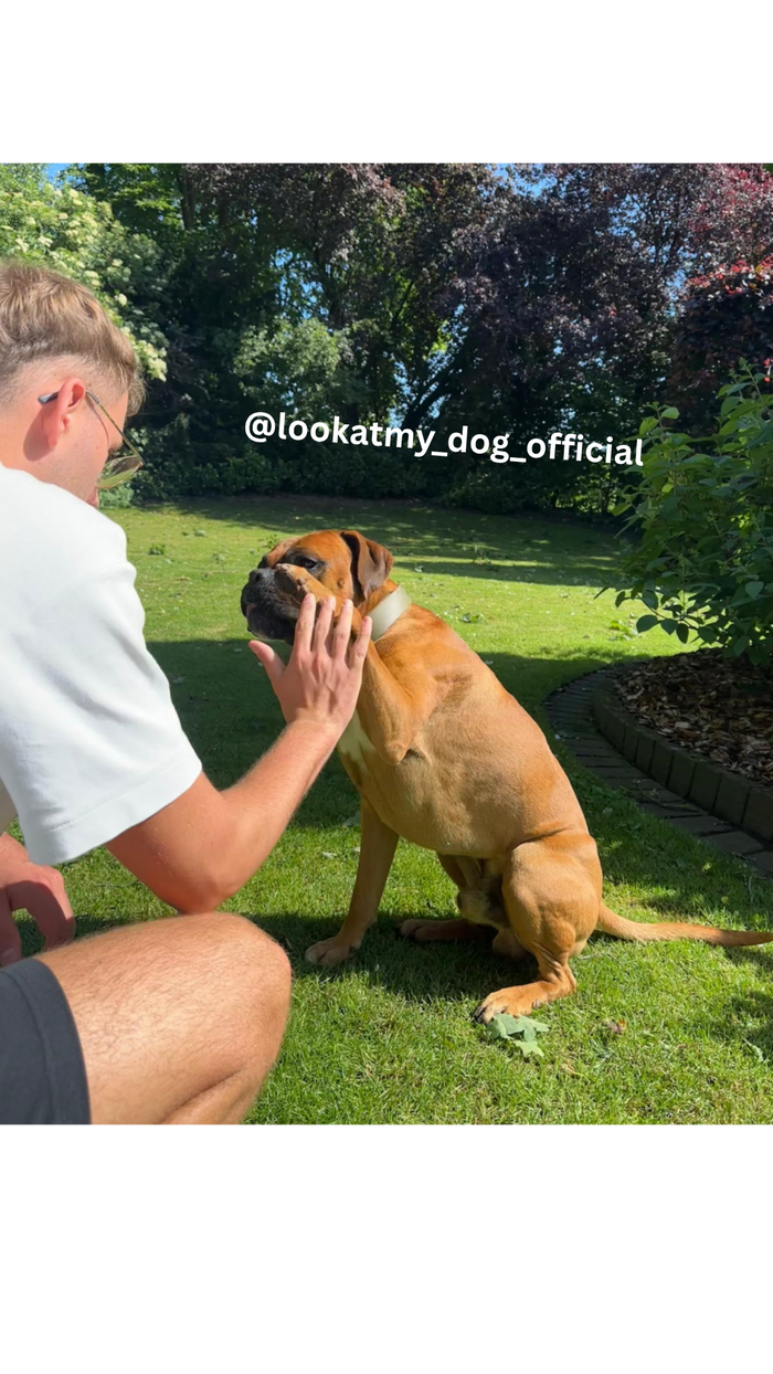 Look at my dog Challenge